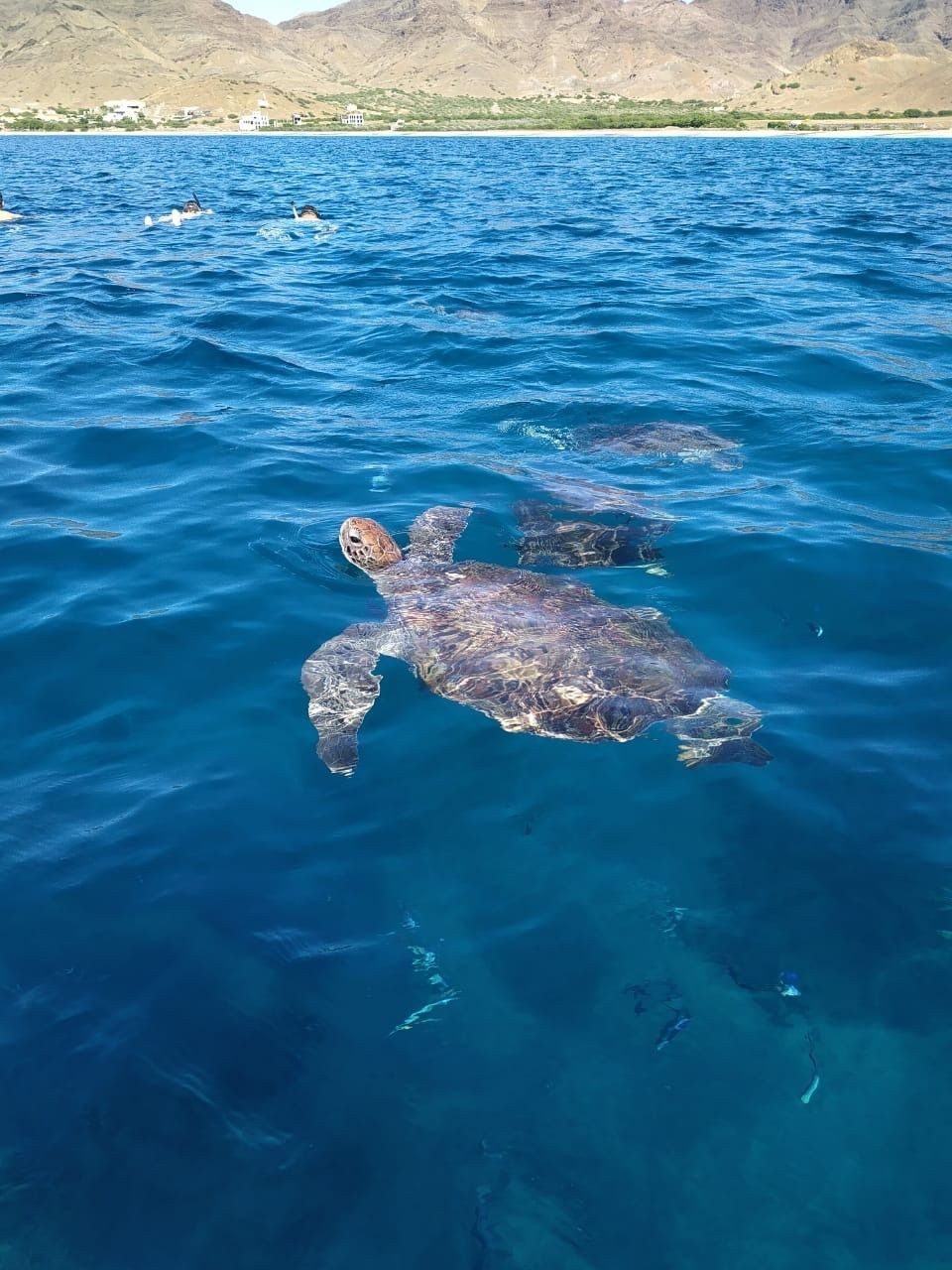 turtlecaboverdesaopedro