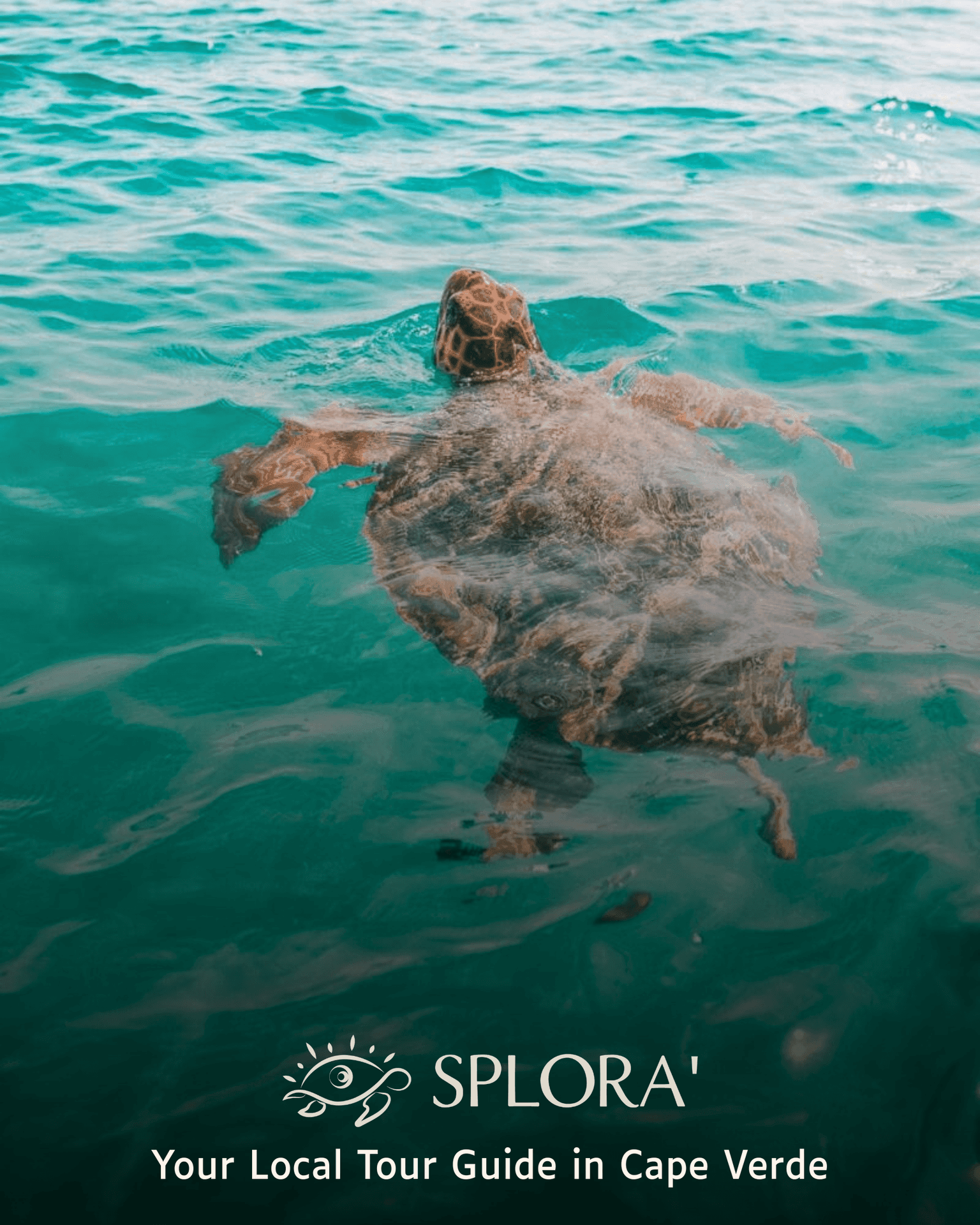 São Vicente: Turtle Snorkeling